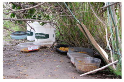 Cat Feeding Station