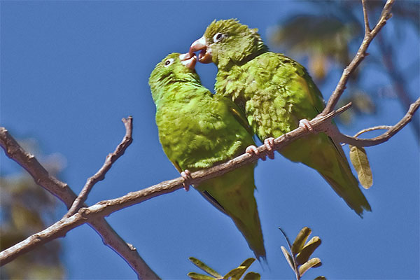 Parrots by Peter Schattner