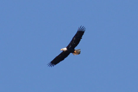 Bald Eagle by Donna Pomeroy