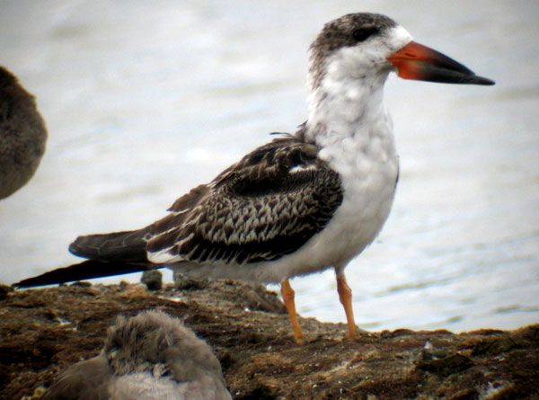 Black Skimmer