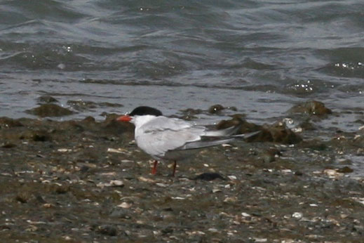 Common Tern