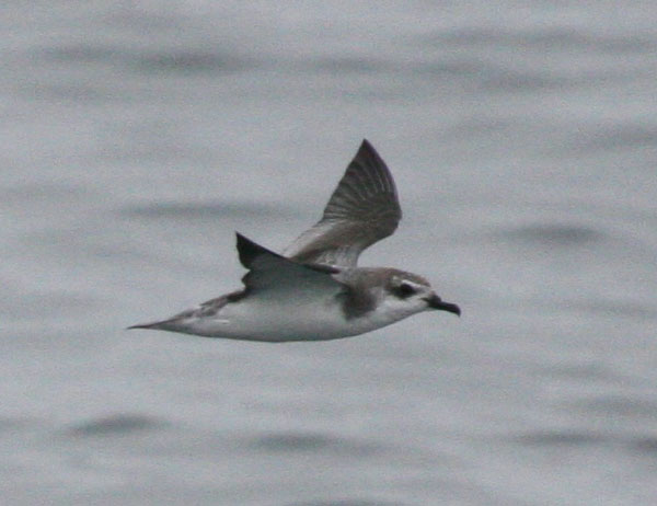 Cook's Petrel