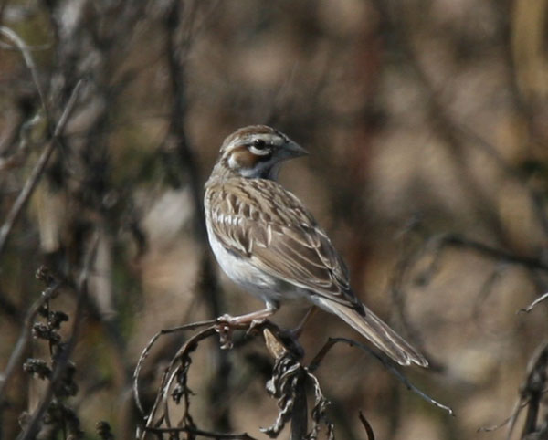 Lark Sparrow