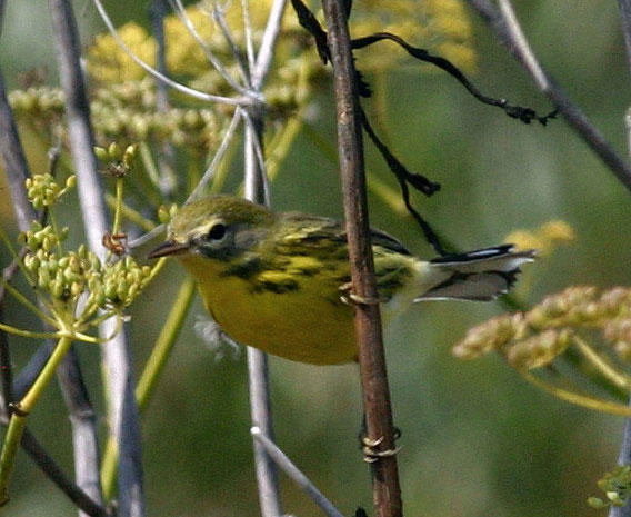 Prarie Warbler