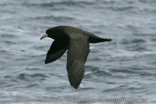 White-chinned Petrel by Kris Olson