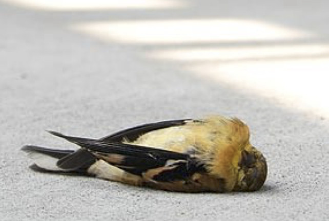 SMCBA - Bringing Wildlife Home