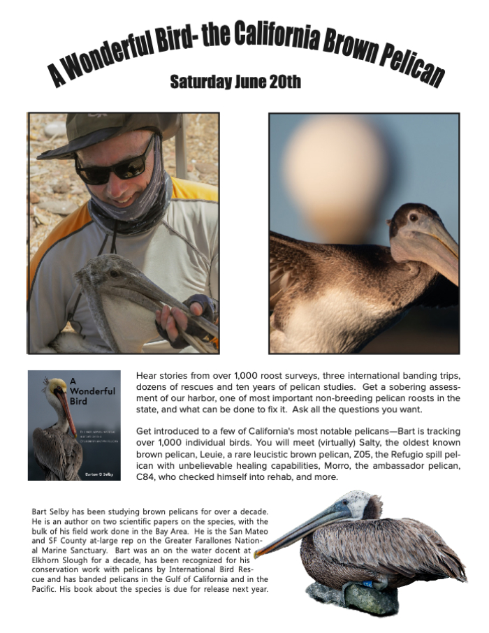 Bart Selby Pelican Poster for General Meeting